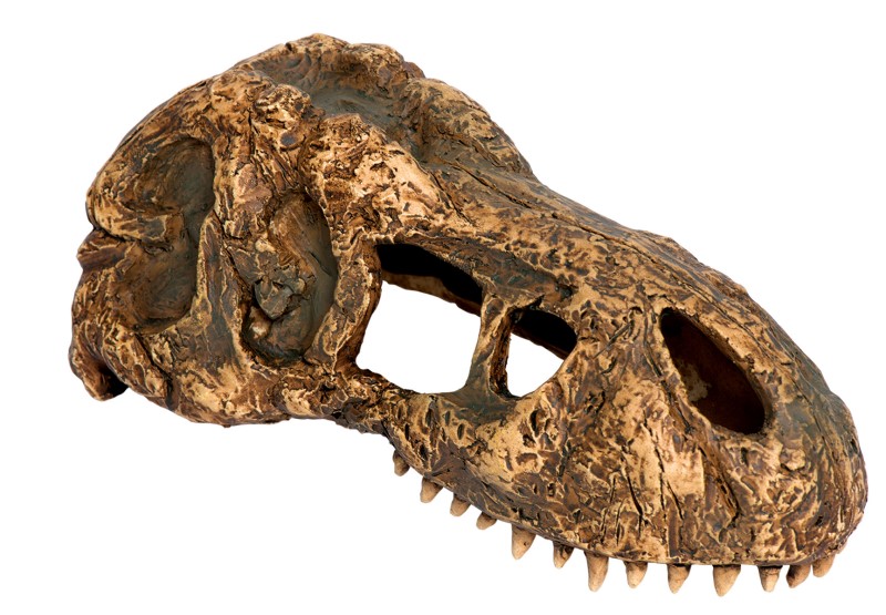 Exo Terra T-Rex Skull Hideout Small