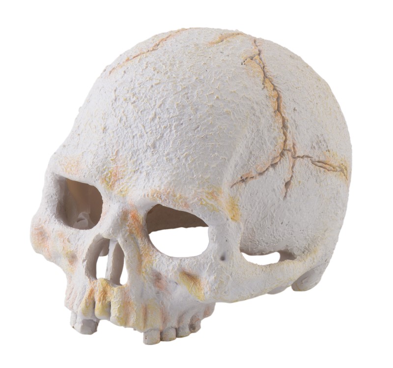 Exo Terra Primate Skull Hide Small - Click Image to Close