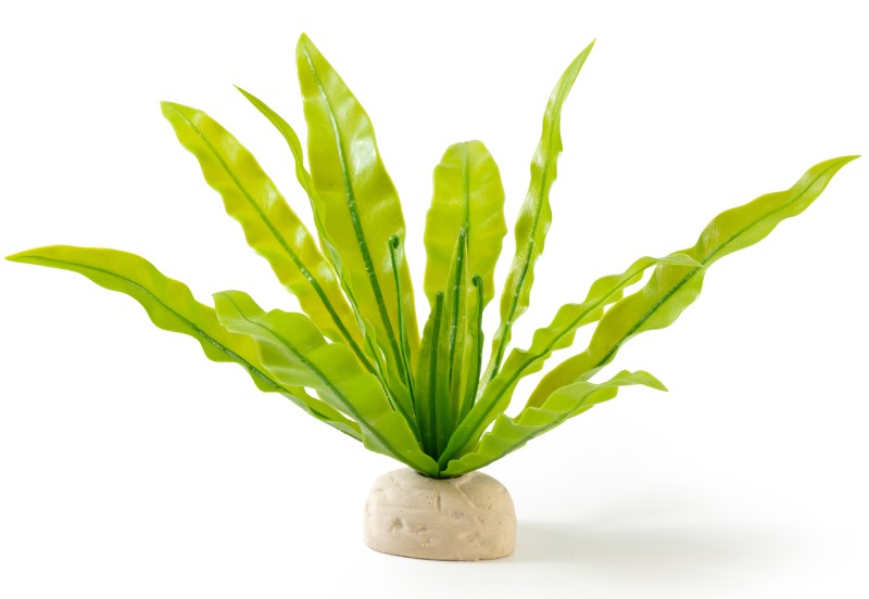 Birds Nest Fern