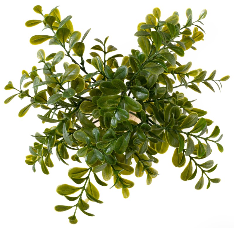 Boxwood Ground Cover Plant