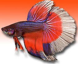 Betta Products