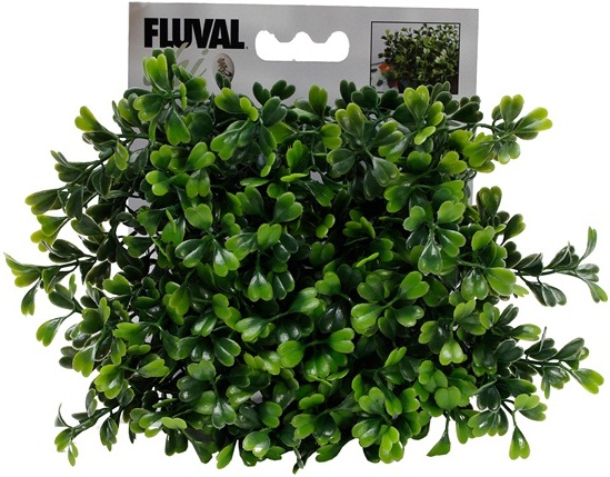 Fluval Chi Boxwood Ornament - Click Image to Close