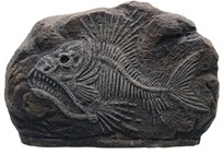 Marina Decorative Fossils, Tiger Fish - Click Image to Close