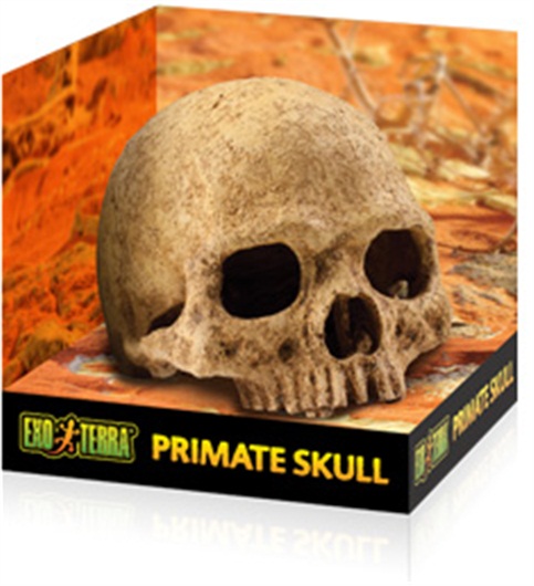 Primate Skull - Click Image to Close