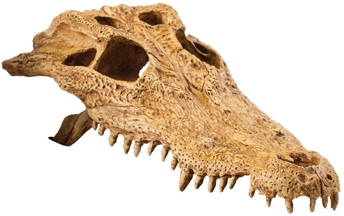 Exo Terra Crocodile Skull - Click Image to Close