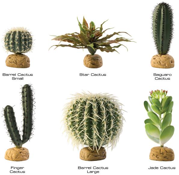 Exo Terra Desert Terrarium Plants