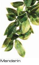 Exo Terra Jungle Plants Plastic Plant Mandarin - Click Image to Close