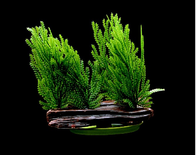 Marina Aquascaper Foreground Plant, Willow Moss - Click Image to Close