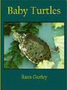 Baby Turtles - Click Image to Close