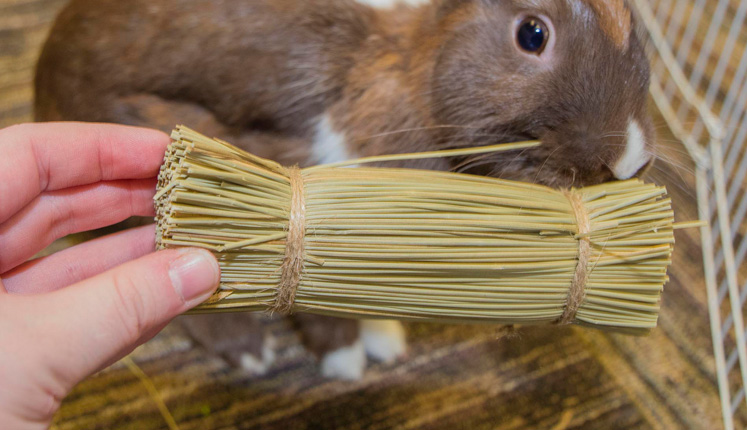 Bristle Bunches by Ware Pet